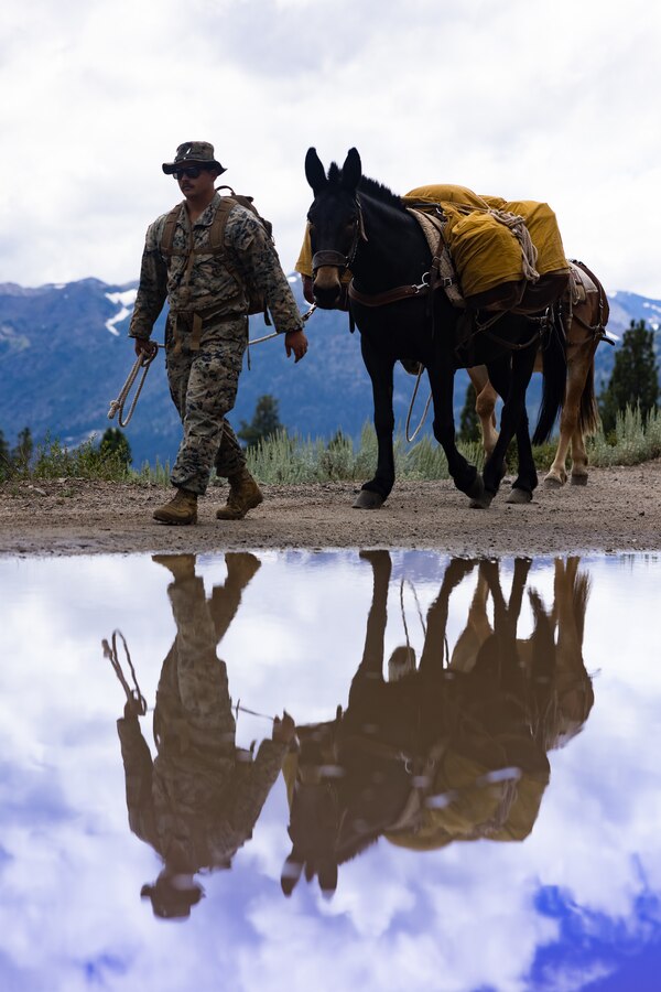 U.S. Marine Corps Cpl. Tristin McClain, a motor vehicle operator with Combat Logistics Battalion 5, Combat Logistics Regiment 1, 1st Marine Logistics Group, leads a mule during Mountain Training Exercise 5-23 at Marine Corps Mountain Warfare Training Center Bridgeport, California, Aug. 21, 2023. MTX gives Marines the opportunity to hone their combat and survival skills in an austere mountain environment. (U.S. Marine Corps photo by Lance Cpl. Juan Torres)