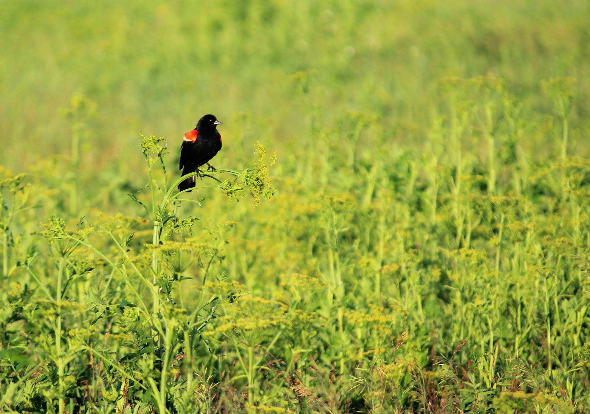Huffman Prairie prime habitat for migratory birds > WrightPatterson