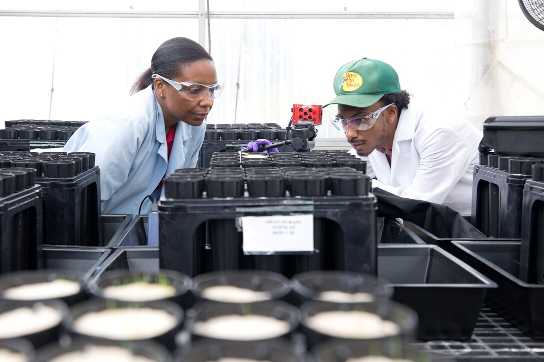 Dr. Afrachanna Butler, a research physical scientist with ERDC's Environmental Laboratory (EL), and Kortland Almore, an EL intern from Alcorn State University, water switchgrass in one of EL’s greenhouses in Vicksburg, Mississippi. Both ERDC-EL and ERDC’s Cold Regions Research and Engineering Laboratory are experimenting on the phytostabilization potential and biomonitoring of heavy metals, specifically selenium and arsenic that come from contaminated soil and groundwater at coal combustion residual (CCRs) storage sites.