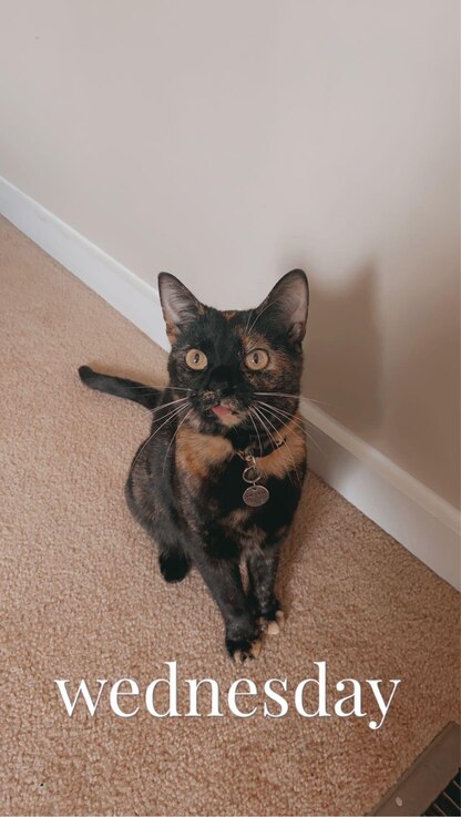  Courtesy photo of Pumpkin.