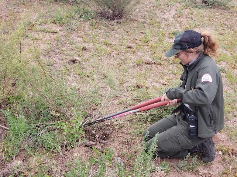 Abiquiu Lake Park Ranger Kara Rapp cuts out invasive salt cedar, Sept. 23, 2023.