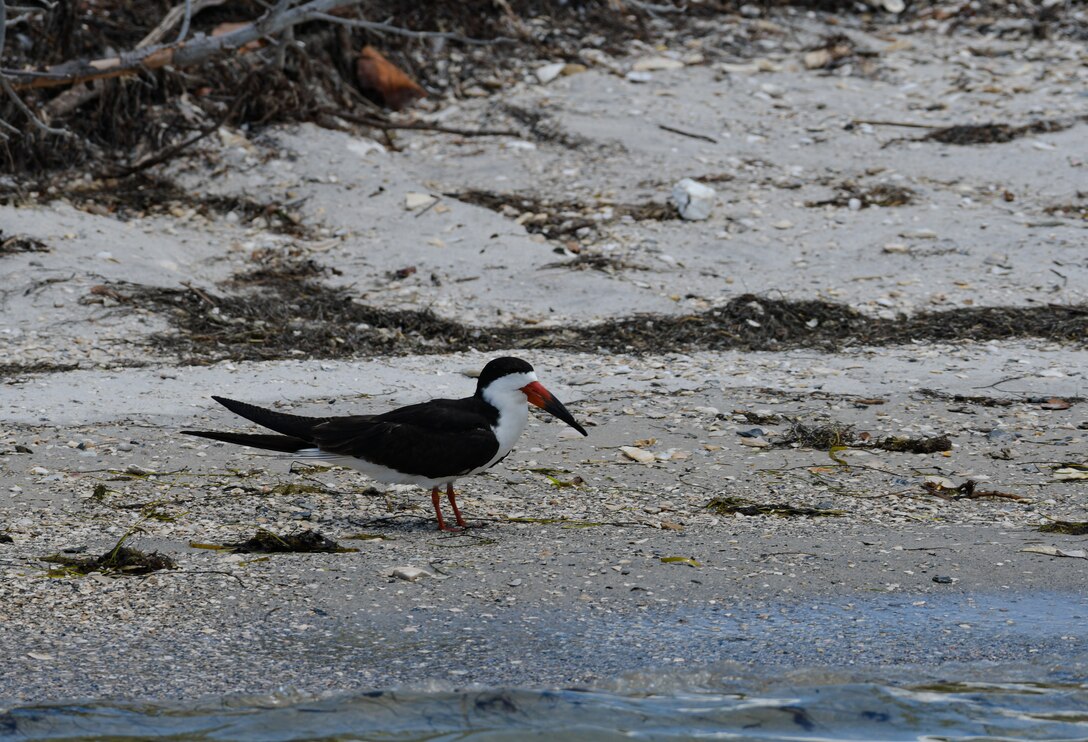 a black and white bird with a long orange red beak look out from the shore towards the bay.