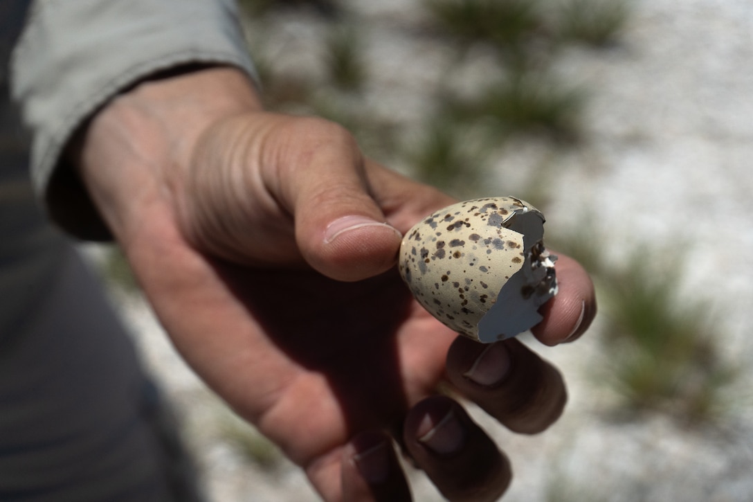 a Male hand holds a beige speckled egg shell
