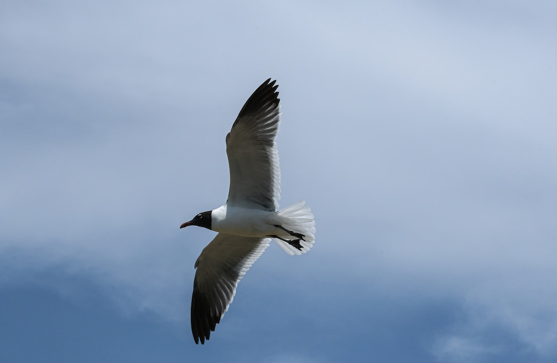 A laughing gull (Black head and white body, soars above in blue sky and clouds in the background.
