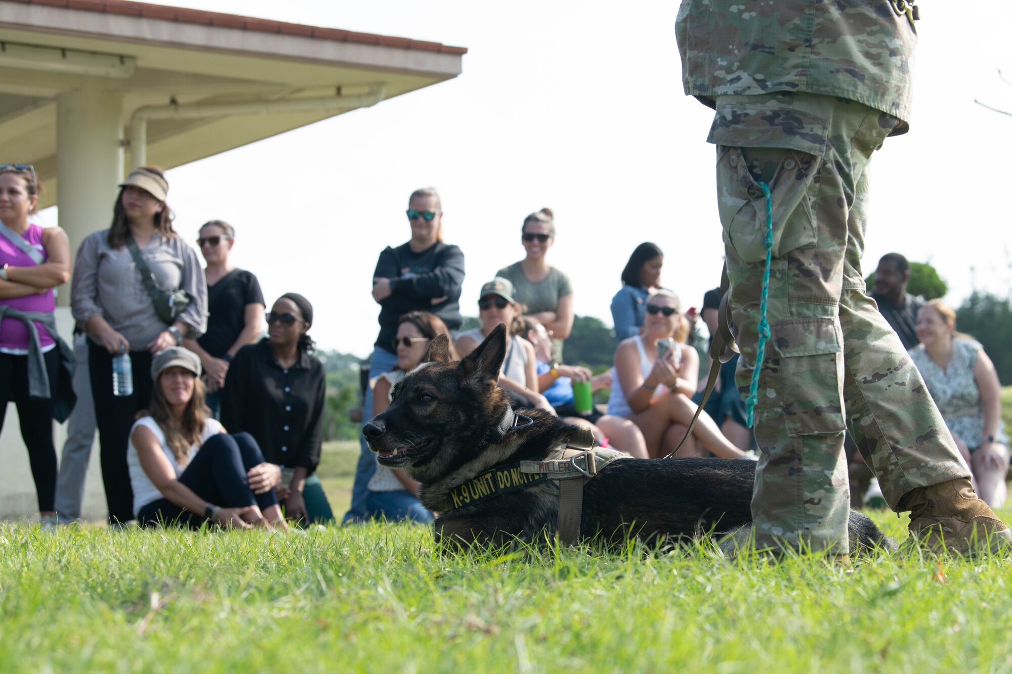 Kadena K9 unite awaits command during training demonstration
