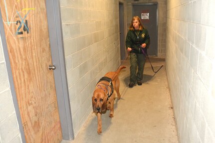 Terri Heck of Summit Search and Rescue guides her search dog, Stratton, during search-and-rescue training at the Combined Arms Collective Training Facility at Fort Indiantown Gap, Pa., Oct. 18, 2023. (Pennsylvania National Guard photo by Brad Rhen)