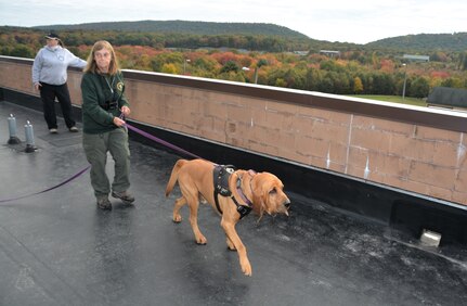 Terri Heck of Summit Search and Rescue guides her search dog, Stratton, during search-and-rescue training at the Combined Arms Collective Training Facility at Fort Indiantown Gap, Pa., Oct. 18, 2023. (Pennsylvania National Guard photo by Brad Rhen)