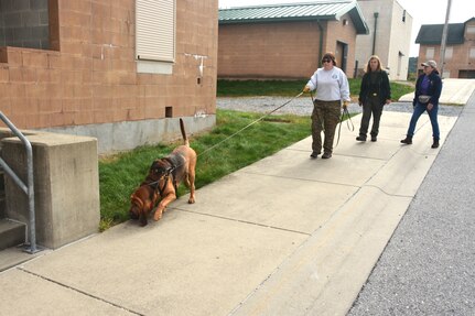 Dianne Thees of Heaven Scent Search and Rescue guides her search dog, Malikai, during search-and-rescue training at the Combined Arms Collective Training Facility at Fort Indiantown Gap, Pa., Oct. 18, 2023. (Pennsylvania National Guard photo by Brad Rhen)
