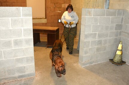 Dianne Thees of Heaven Scent Search and Rescue guides her search dog, Malikai, during search-and-rescue training at the Combined Arms Collective Training Facility at Fort Indiantown Gap, Pa., Oct. 18, 2023. (Pennsylvania National Guard photo by Brad Rhen)