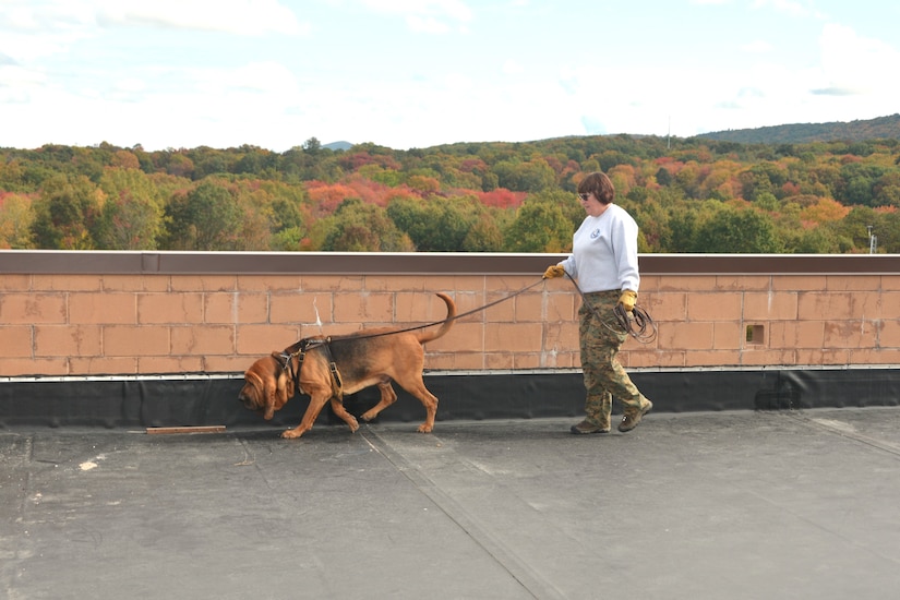 Dianne Thees of Heaven Scent Search and Rescue guides her search dog, Malikai, during search-and-rescue training at the Combined Arms Collective Training Facility at Fort Indiantown Gap, Pa., Oct. 18, 2023. (Pennsylvania National Guard photo by Brad Rhen)