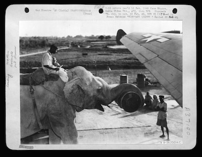 Elephant with a fuel barrel held by its trunk, a person standing nearby and underneath a portion of an aircraft wing.