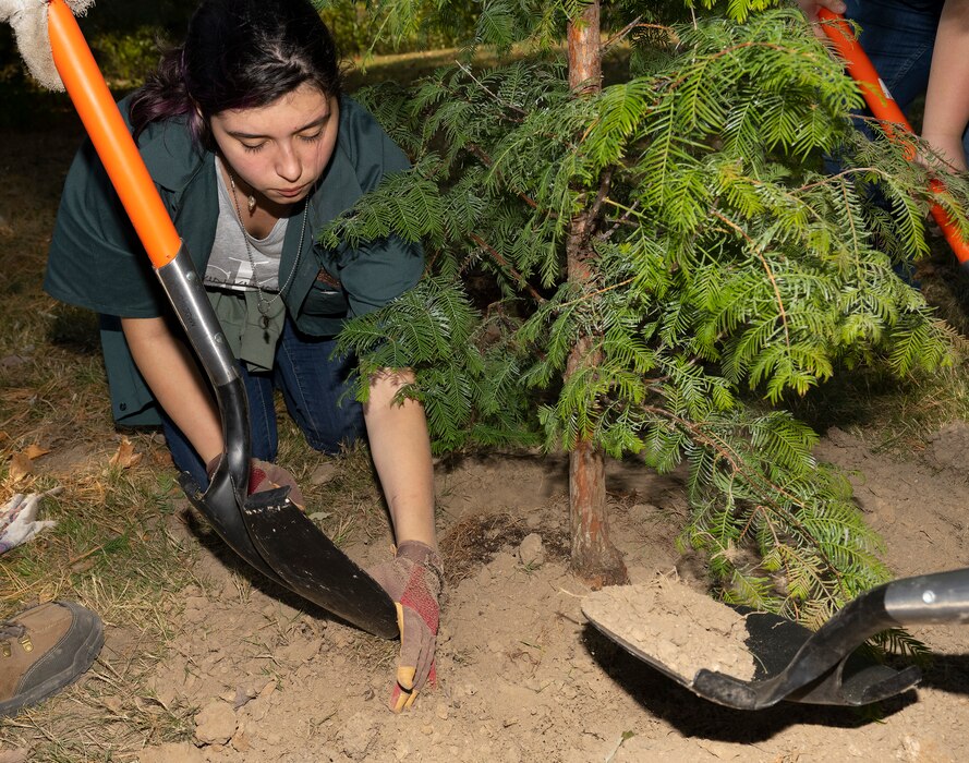 A girl kneels next to a small tree scooping dirt with her hands. The spades of a couple of shovels holding dirt are also in the photo.