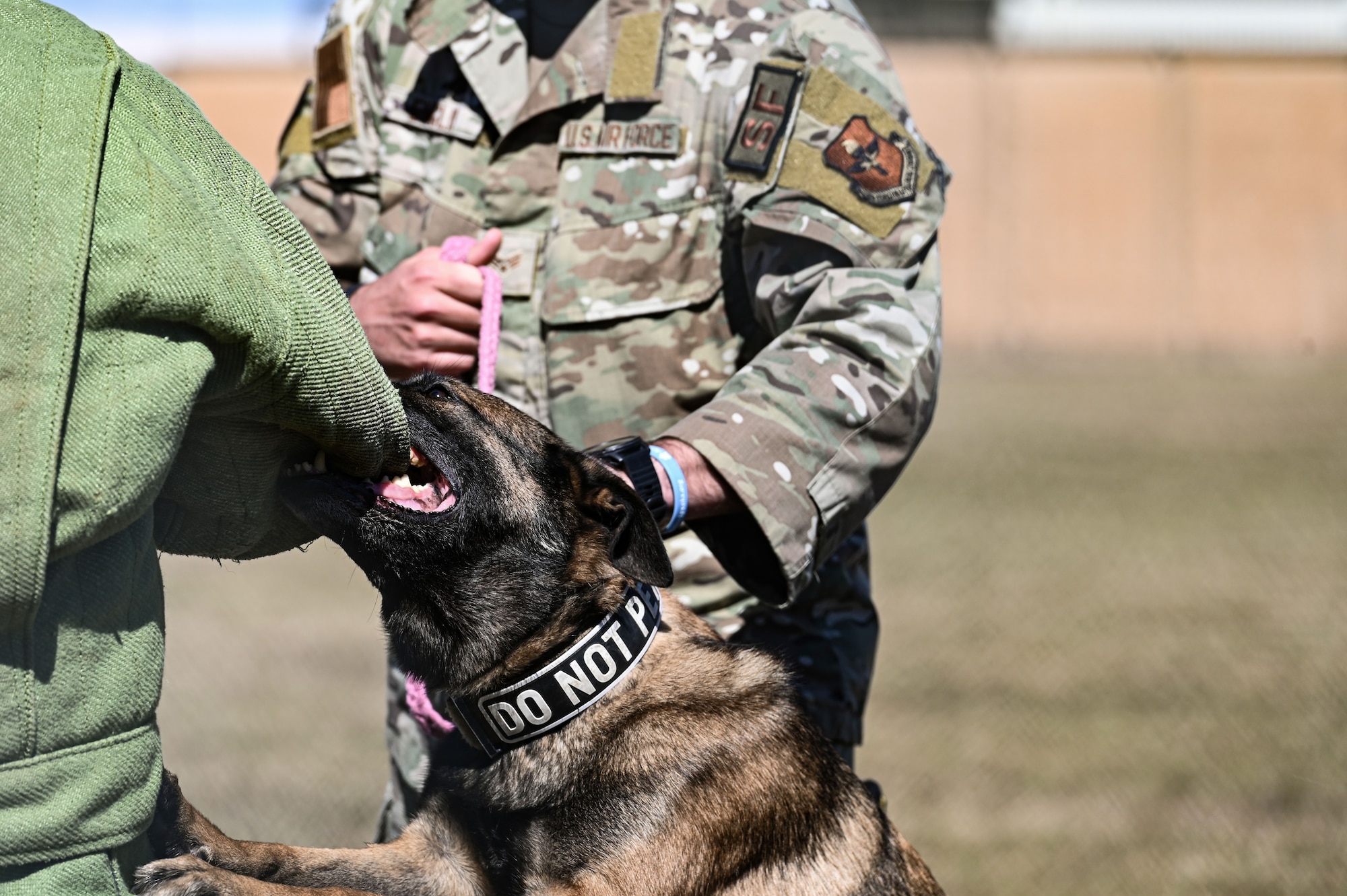 A 14th SFS Airman attempts to break free from the hold of K-9 Dalton during a practice bite at Columbus Air Force Base, MS, Oct. 16, 2023. The K-9s are instructed to hold onto the perpetrators until police officers can make the arrest. (U.S. Air Force photo by A1C Jessica Blocher)