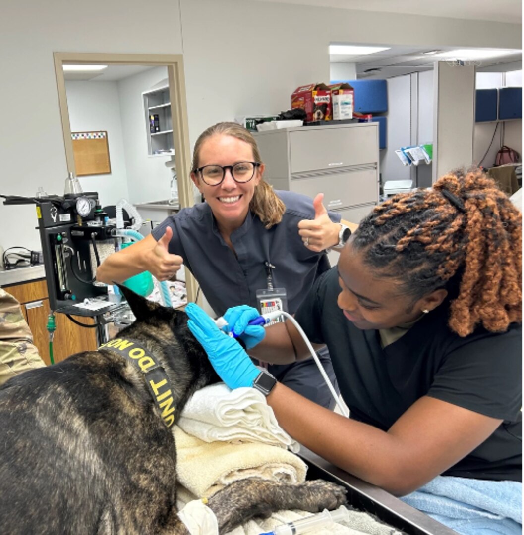 Caring for military working dogs’ dental health [Image 2 of 2]