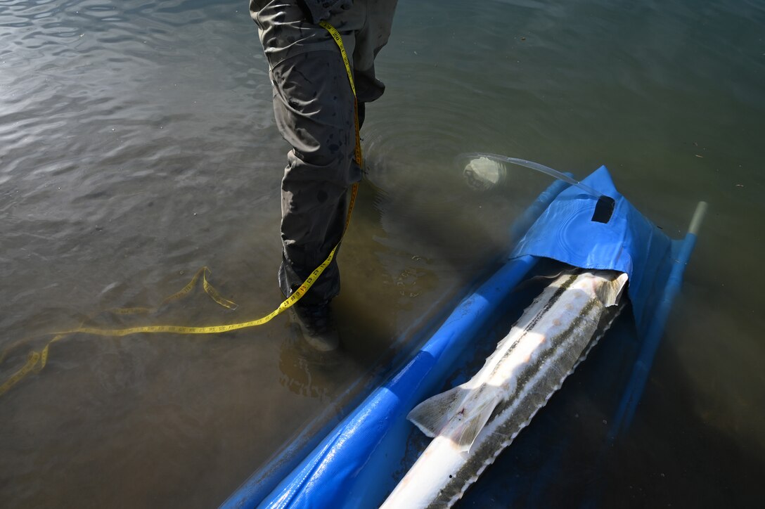 For the past four years, fish biologists with U.S. Army Corps of Engineers Sacramento District Planning Division have spent Mondays and Fridays from September through October on the 300-mile-long river where it passes through Hamilton City, angling in a 20-foot fishing hole favored by green sturgeons.
But they’re not there for sport. They’re there to help recover the species that since 2006 has been listed as threatened under the Endangered Species Act.