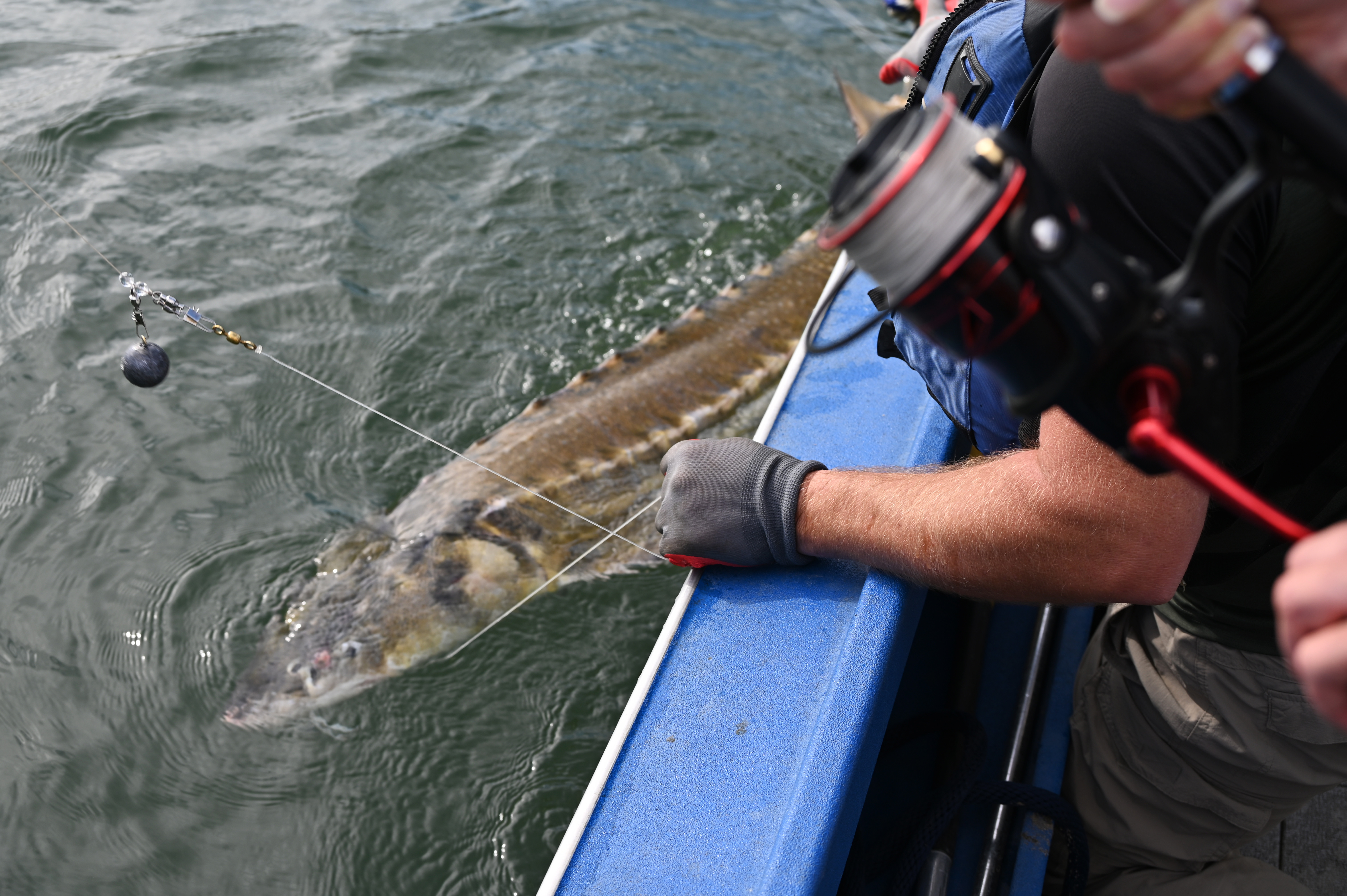 USACE fishes for data to help save Green Sturgeon