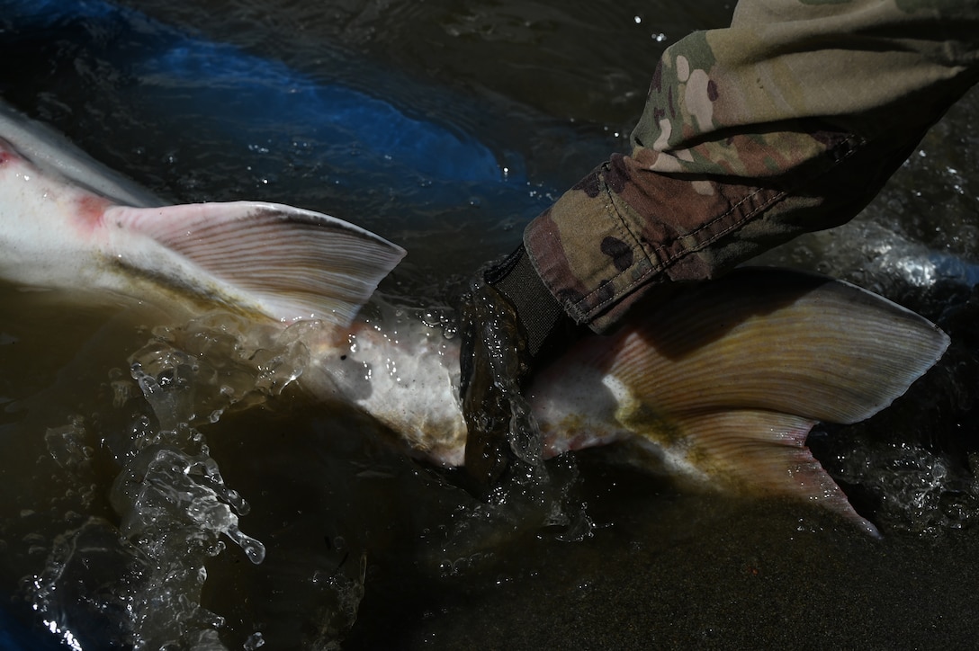 For the past four years, fish biologists with U.S. Army Corps of Engineers Sacramento District Planning Division have spent Mondays and Fridays from September through October on the 300-mile-long river where it passes through Hamilton City, angling in a 20-foot fishing hole favored by green sturgeons.
But they’re not there for sport. They’re there to help recover the species that since 2006 has been listed as threatened under the Endangered Species Act.