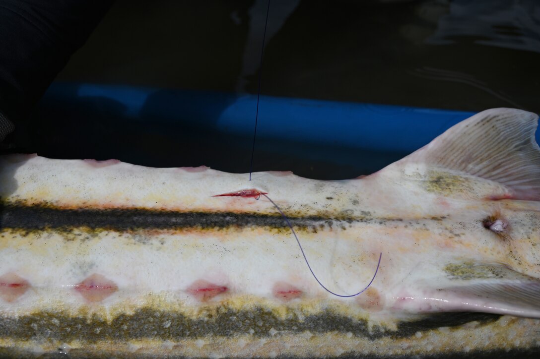 A small incision is seen in the underside of a North American green sturgeon after fish biologists from the U.S. Army Corps of Engineers Sacramento District inserted a PIT (Passive Integrated Transponder) and an acoustic tag before closing the cut with dissolvable sutures.