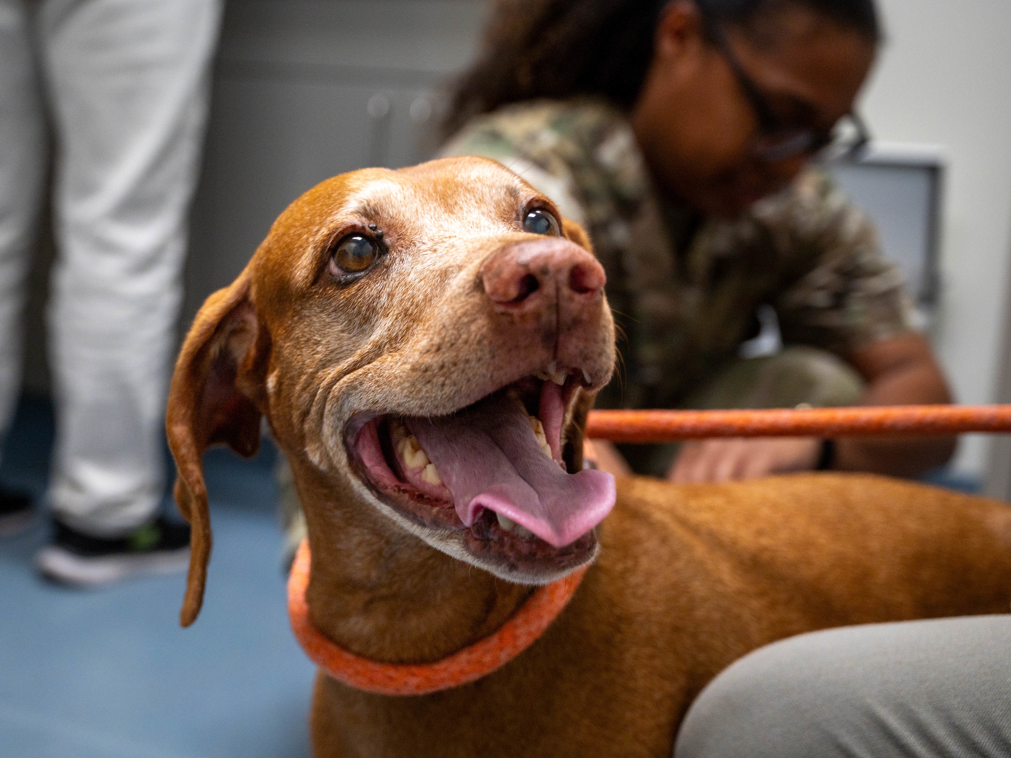 A dog is prepped for treatment at the Luke Air Force Base Veterinary Treatment Facility, Oct. 23, 2023, at Luke Air Force Base, Arizona.