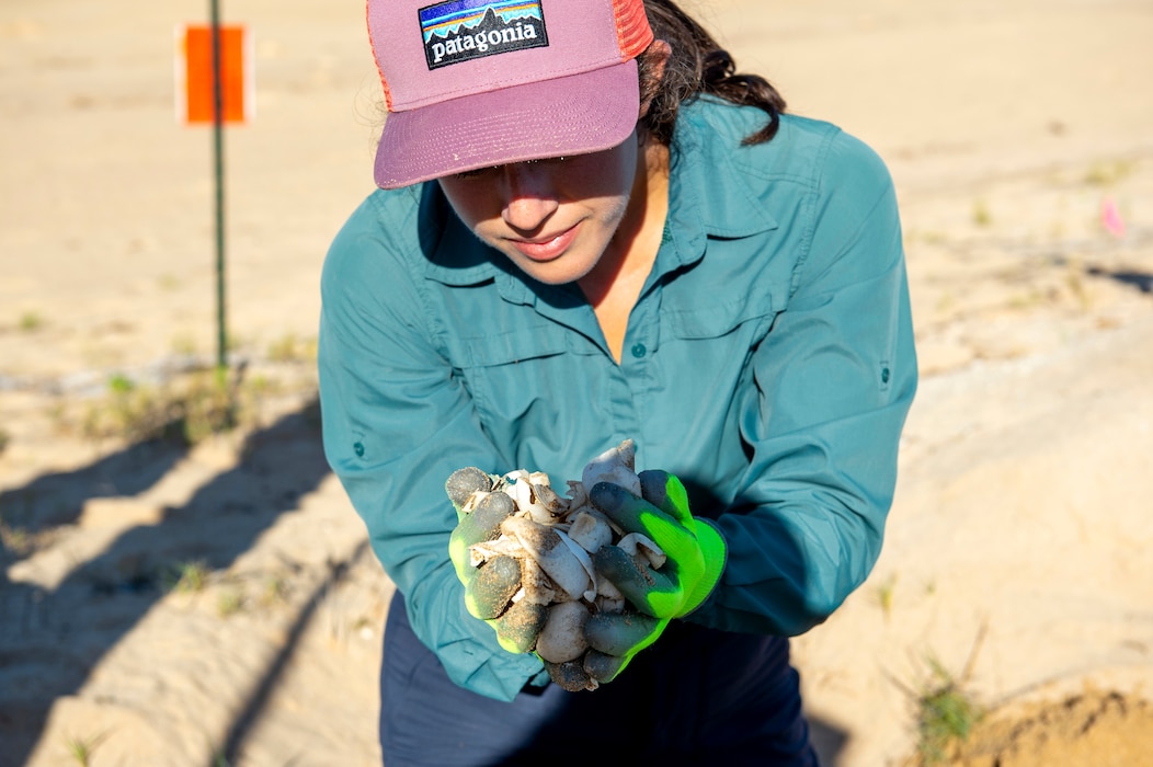 Biologist holds turtle shells in her gloved hands