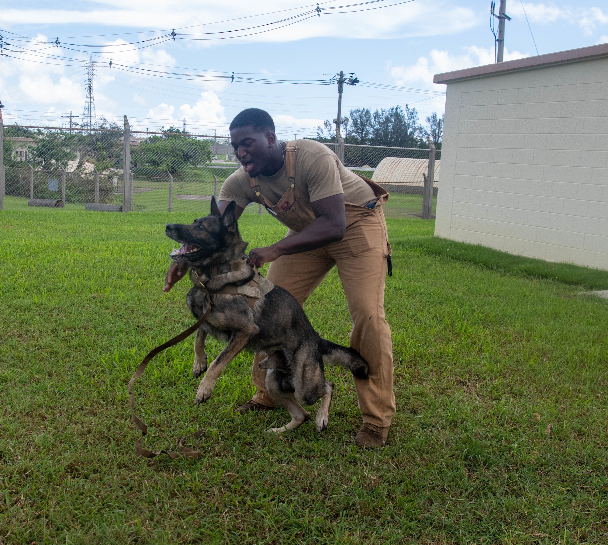 Military working dog trains with K9 unit handler