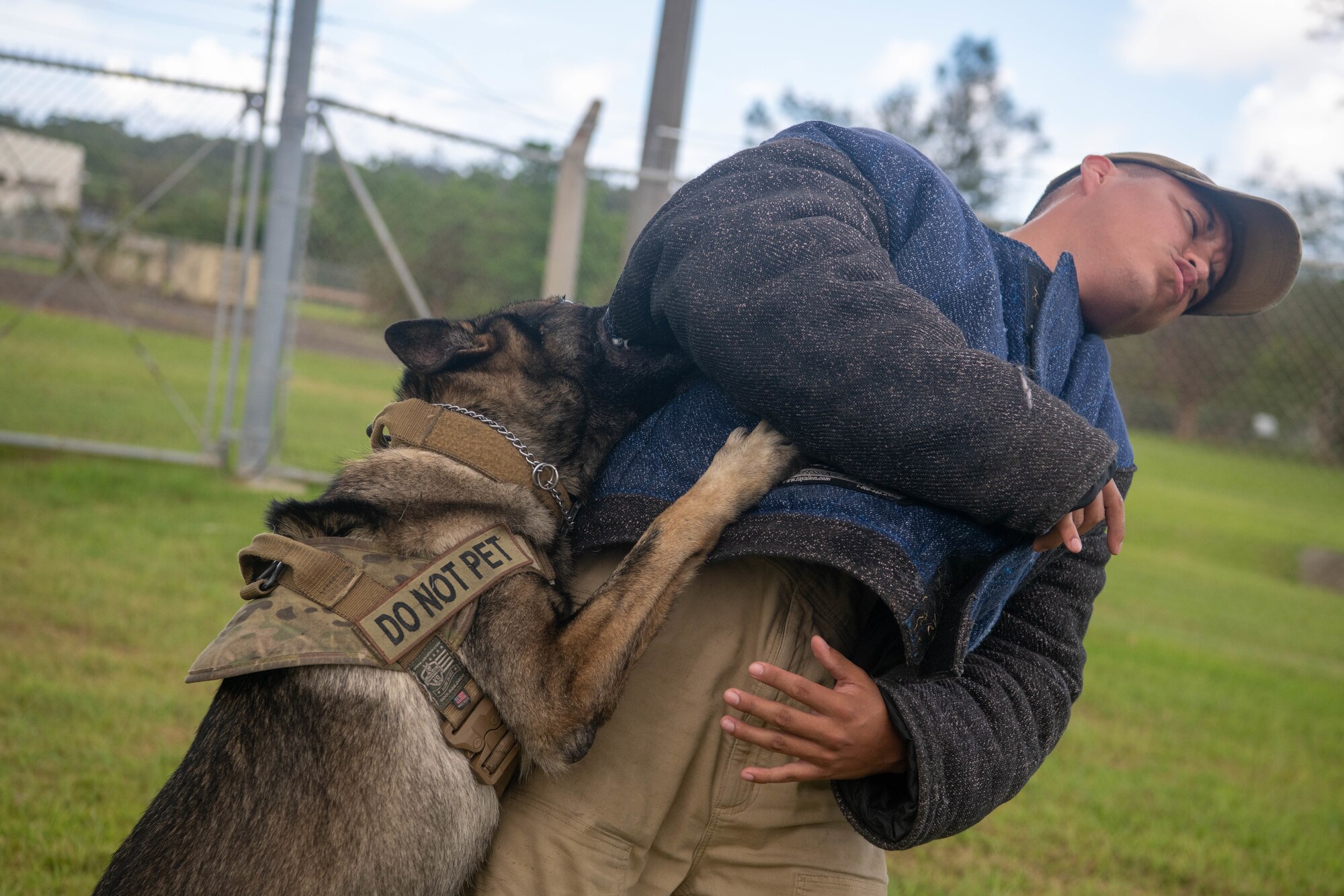 Military working dog bites trainer in bite suit