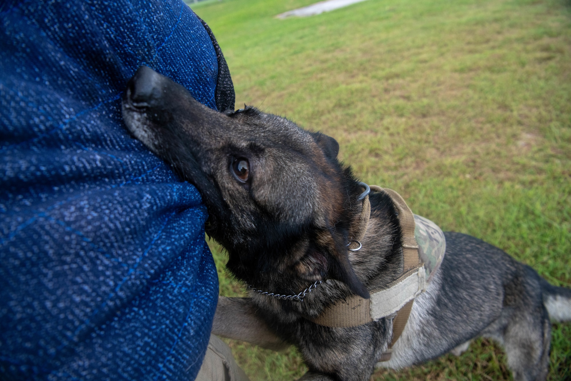 Military working Dog bits trainer in bite suit