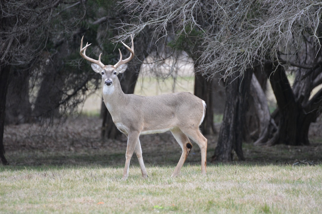 Picture of deer