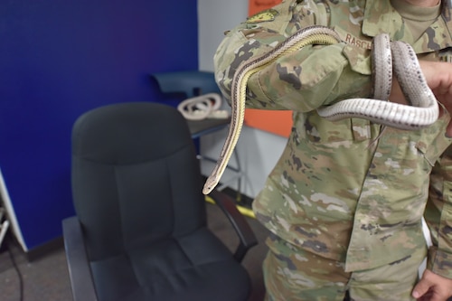 Close-up of a corn snake being held by an Airman