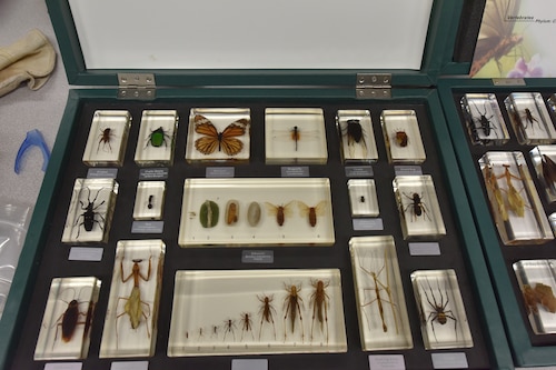 A case with various insects encased in resin