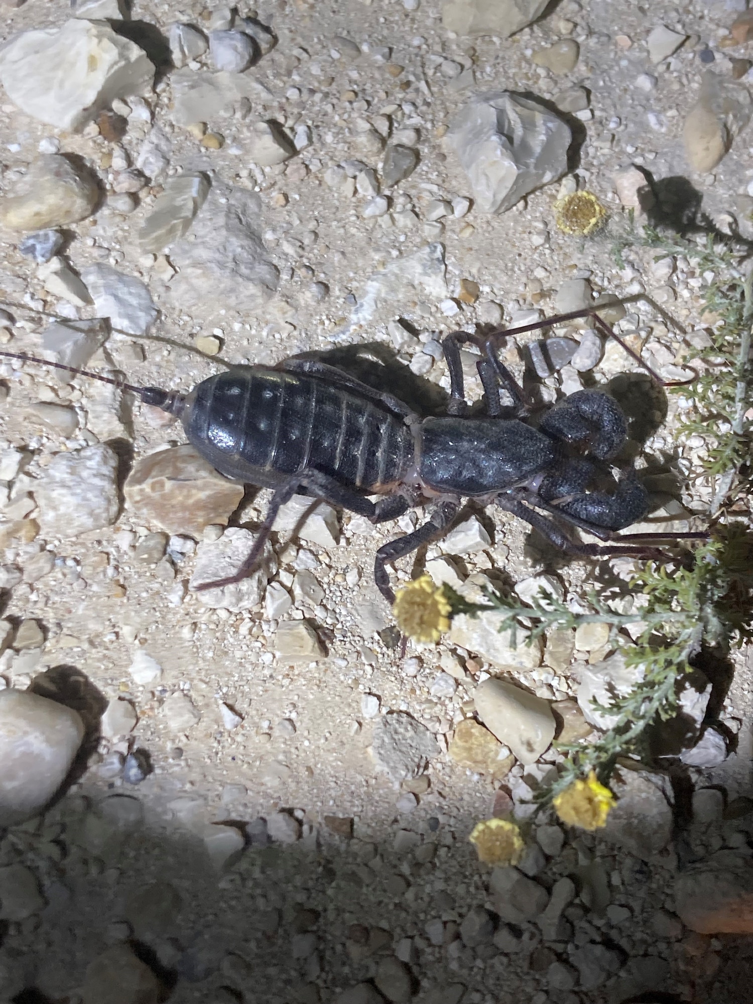 Sharing space with wildlife can lead to pest infestations and dangerous animals encountering humans.