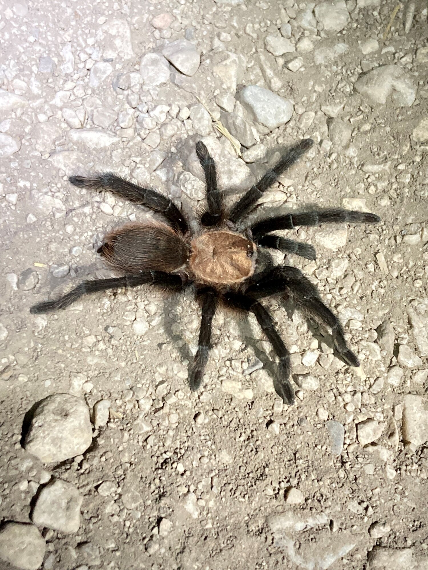 Sharing space with wildlife can lead to pest infestations and dangerous animals encountering humans.