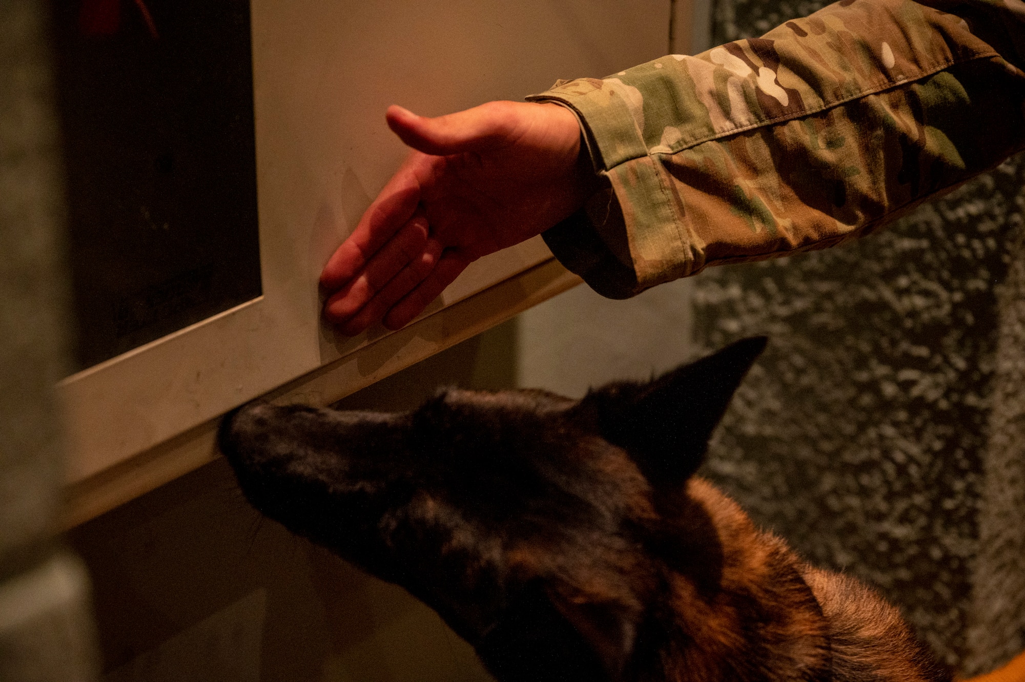 U.S. Air Force Senior Airman Tommi Jones, 51st Security Forces Squadron military working dog handler, gestures to MWD Cora, during a routine detection training at Osan Air Base, Republic of Korea, Sept. 6, 2023. Military working dogs work closely with their handlers to defend the base, ranging from drug and explosive detection to patrols and bitework. (U.S. Air Force photo by Senior Airman Aaron Edwards)