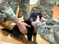 Army Reserve veterinarians augment Operation Walking Shield 2023