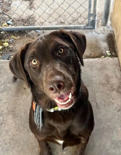 Staff Sergeant Joshua Elrod, assigned to the 316th Training Squadron, is credited with saving a family's pet from a pack of dogs, Aug. 27, 2023.
