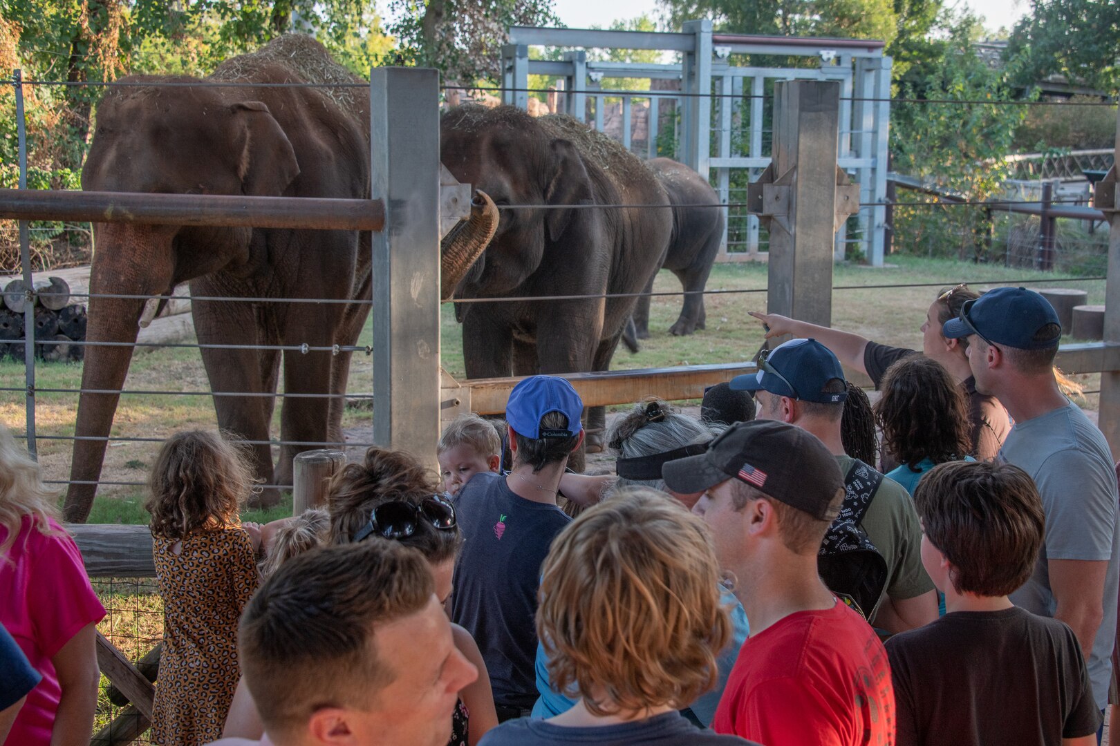 elephants are watched by a crowd