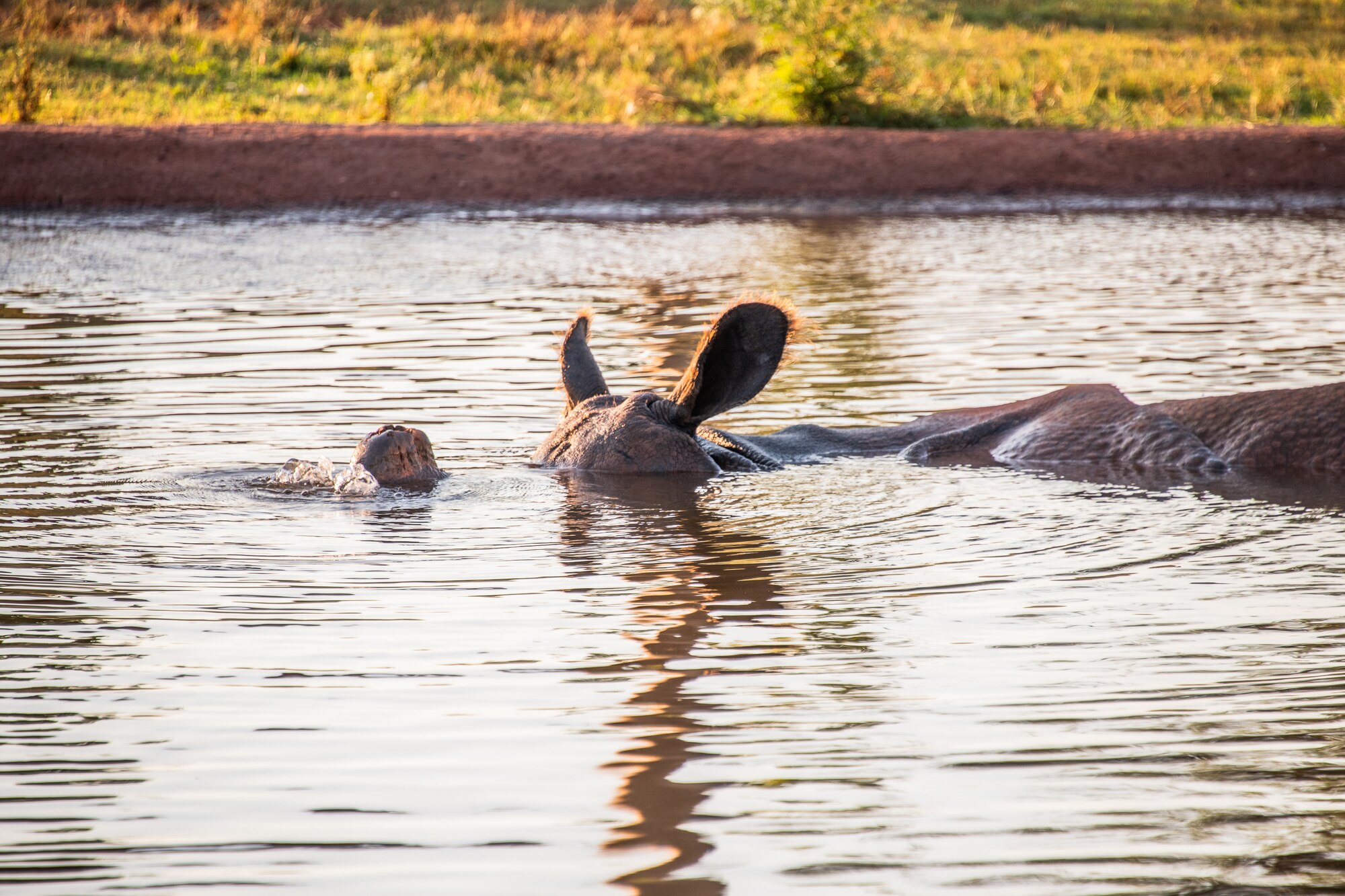 a rhino submerged in a pond blows bubbles