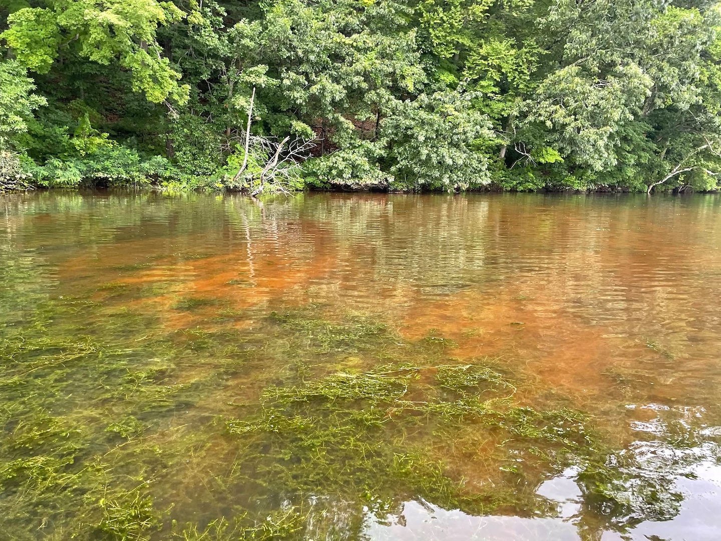 The U.S. Army Engineer Research and Development Center’s (ERDC) Aquatic Plant Management Team in the Environmental Laboratory and the U.S. Army Corps of Engineers (USACE) New England District are conducting a Hydrilla Research and Demonstration Water Study in the Connecticut River.