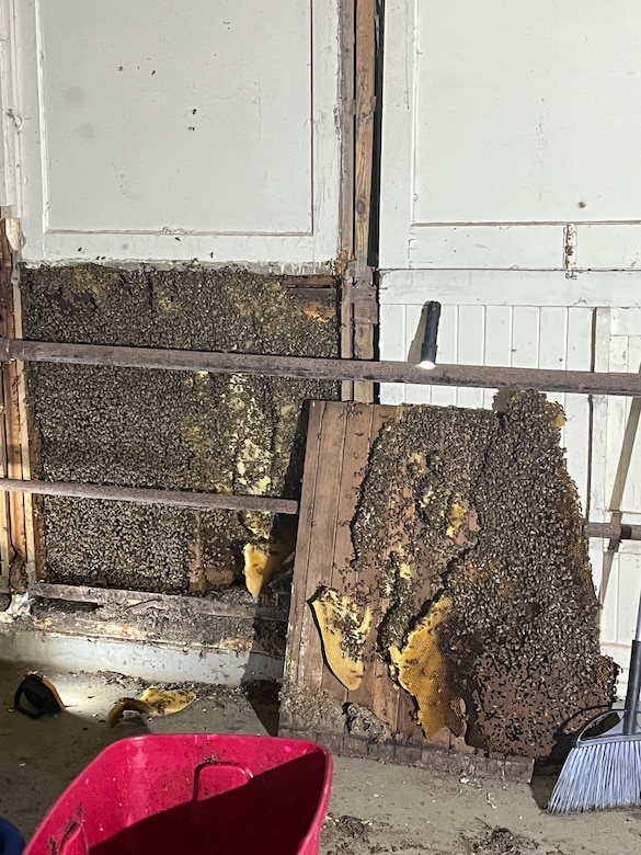 Beehive during extraction, Aug. 7, 2023.