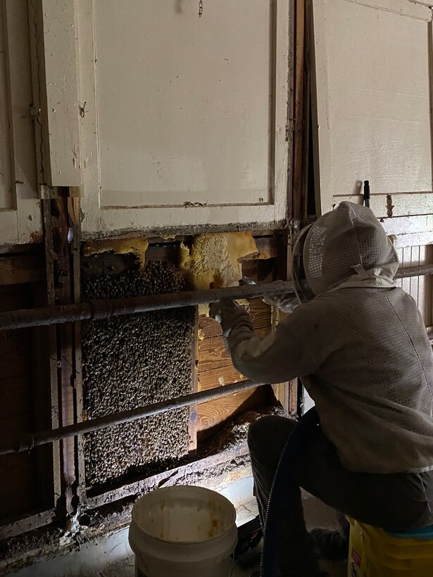 Bill Castro, beekeeper, extracts hive and honeybees , Aug. 7, 2023.