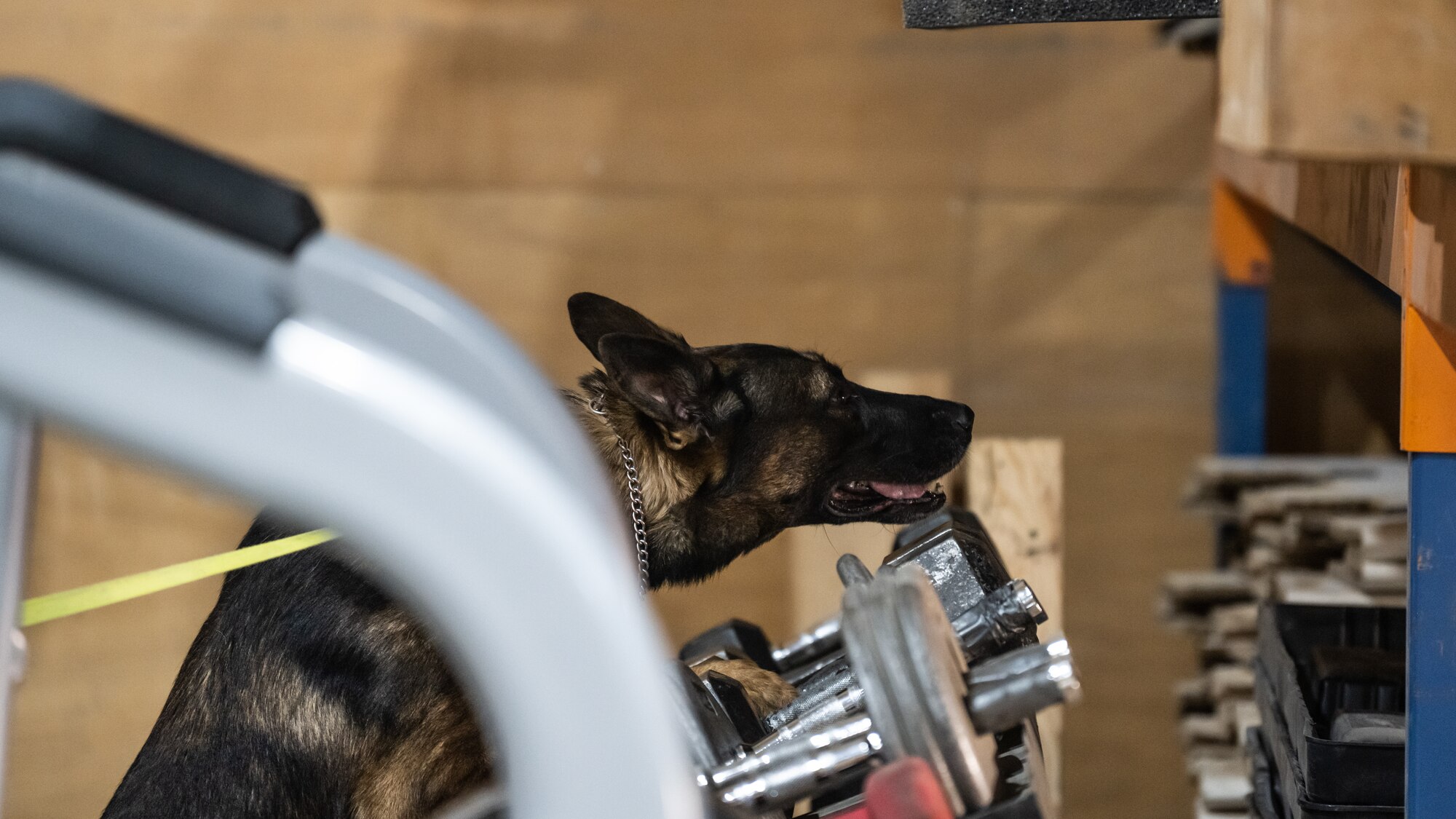 U.S. Air Force military working dog Lucky from the 386th Expeditionary Security Forces Squadron searches a warehouse for potential explosives during a training event with his handler at Ali Al Salem Air Base, Kuwait, Sept. 14, 2023. MWD handlers and their loyal K-9 partners make up a highly trained law enforcement team capable of critical drug and explosives detection skills that protect the installation. (U.S. Air Force photo by Staff Sgt. Kevin Long)