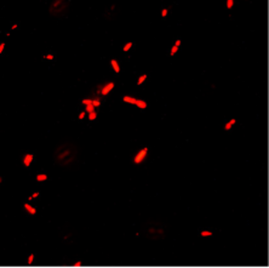 red colored spots on a black background