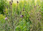 A black swallowtail sits on a purple thistle in a large prairie habitat with warm season grasses and flowers.