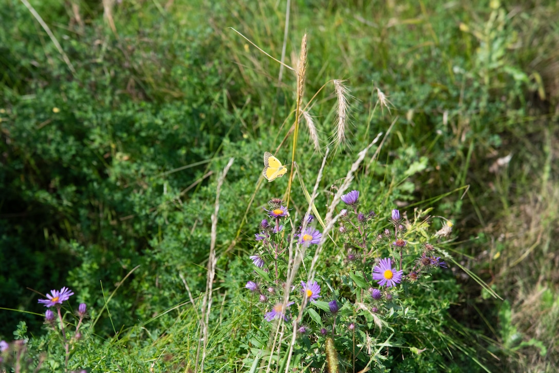A orange butterfly flies to a purple Aster in a prairie.