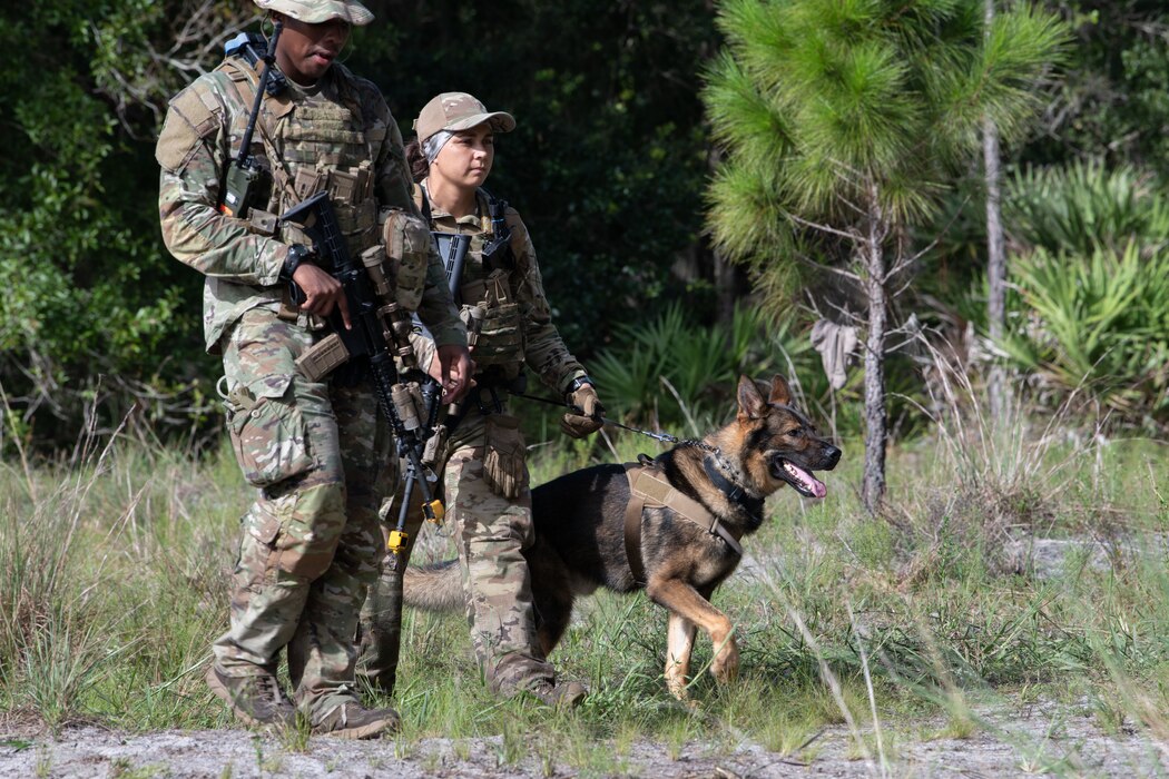 U.S. Air Force Airmen from the 824th Base Defense Squadron patrol with a military working dog at Avon Park Air Force Range, Florida, August 22, 2023. Military working dogs can be used to scan for explosive threats and provide an increased capability to detect personnel. 824th BDS Airmen proved they were ready to provide security and support for upcoming Lead Wing operations through their mission readiness exercise. (U.S. Air Force photo by 1st Lt. Christian Little)
