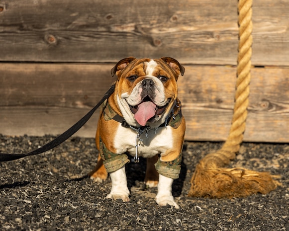 U.S. Marine Corps Pvt. Bruno, the mascot of Marine Corps Recruit Depot San Diego, tours the training grounds at MCRD San Diego, Aug. 28, 2023. The mascot's job is to boost morale, participate in outreach work, and attend events and ceremonies. (U.S Marine Corps photo by Cpl. Joshua Dreher)