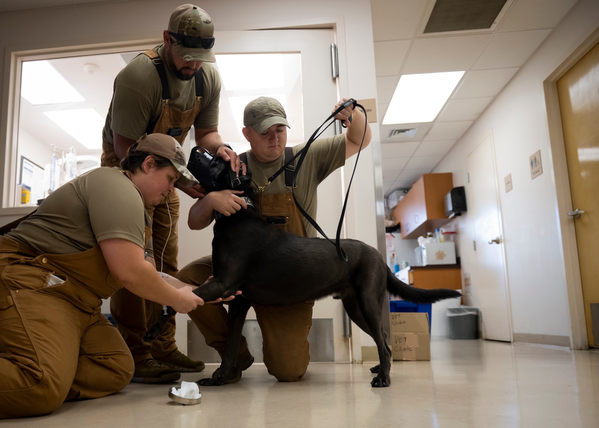 Blood is drawn from military working dog Hannes during a wellness exam at MacDill Air Force Base, Florida, Sept. 5, 2023. Upon his return from deployment, MWD Hannes was assessed by veterinary clinic staff and military working dog handlers. Handlers are trained to draw blood, insert catheters, give fluids and perform other medical care practices. (U.S. Air Force photo by Senior Airman Lauren Cobin)
