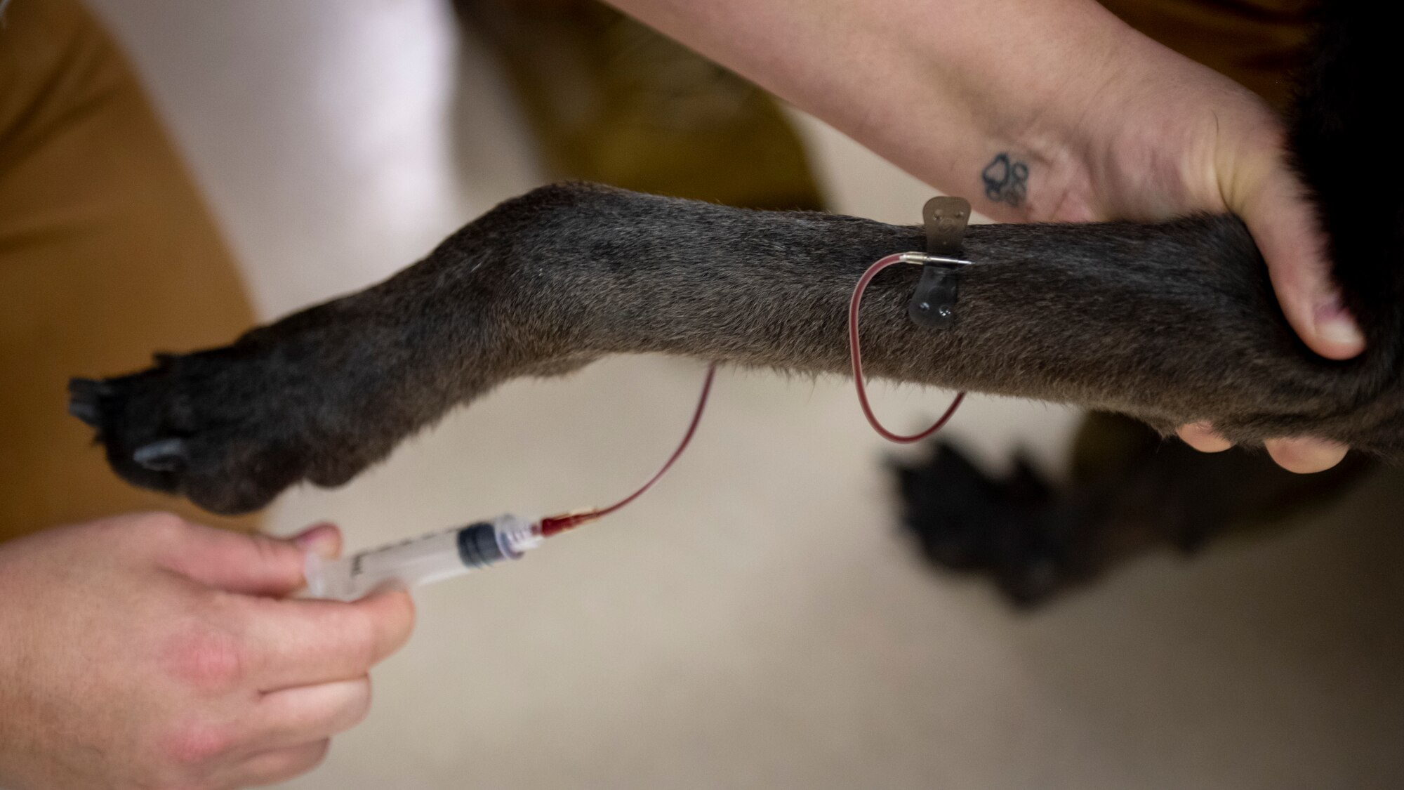 Military working dog Hannes’ teeth are checked during a wellness exam at MacDill Air Force Base, Florida, Sept. 5, 2023. Upon his return from deployment, MWD Hannes was assessed by veterinary clinic staff and military working dog handlers who checked his overall health, including blood, weight, ears, eyes and teeth.  (U.S. Air Force photo by Senior Airman Lauren Cobin)