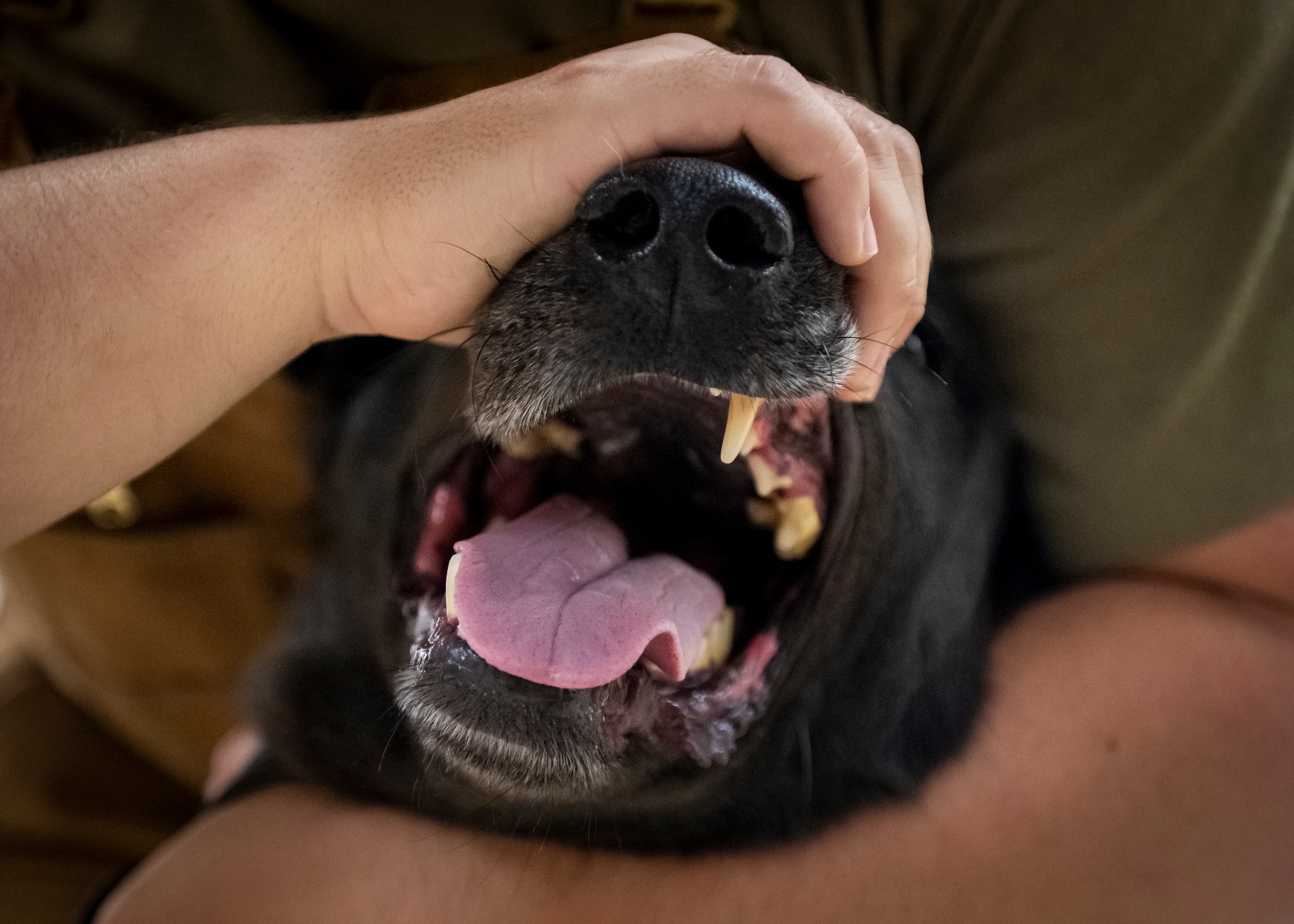 Military working dog Hannes’ teeth are checked during a wellness exam at MacDill Air Force Base, Florida, Sept. 5, 2023. Upon his return from deployment, MWD Hannes was assessed by veterinary clinic staff and military working dog handlers who checked his overall health, including blood, weight, ears, eyes and teeth.  (U.S. Air Force photo by Senior Airman Lauren Cobin)