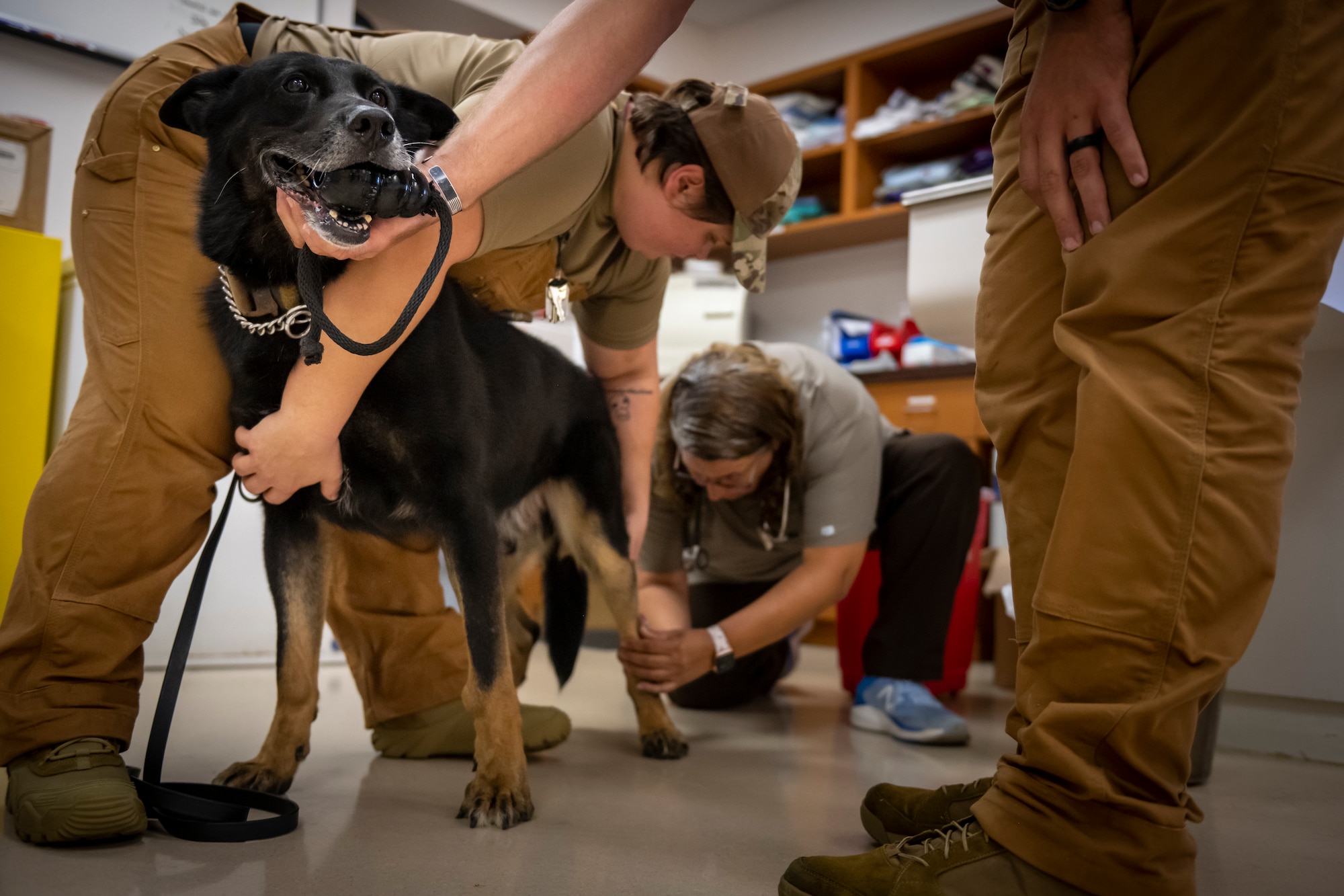 Members of the 6th Security Forces Squadron and MacDill Air Force Base veterinary clinic prepare military working dog Enrico for a biopsy at MacDill AFB, Florida, Sept. 5, 2023. Dog handlers assist veterinary clinic staff during appointments and are required to know various healthcare procedures such as drawing blood, inserting catheters and giving fluids. (U.S. Air Force photo by Senior Airman Lauren Cobin)